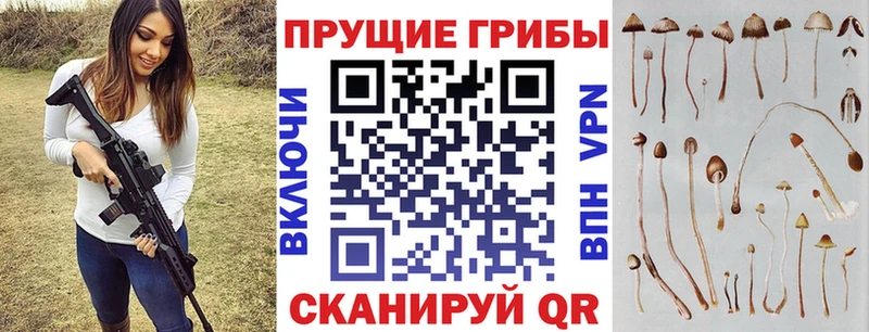 Псилоцибиновые грибы мицелий  Купить закладки  Дорогобуж 